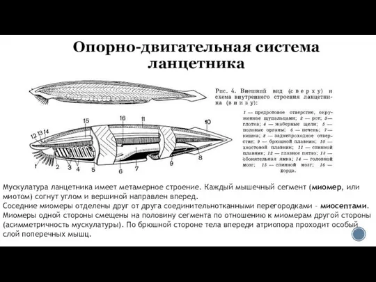 Опорно-двигательная система ланцетника Мускулатура ланцетника имеет метамерное строение. Каждый мышечный сегмент