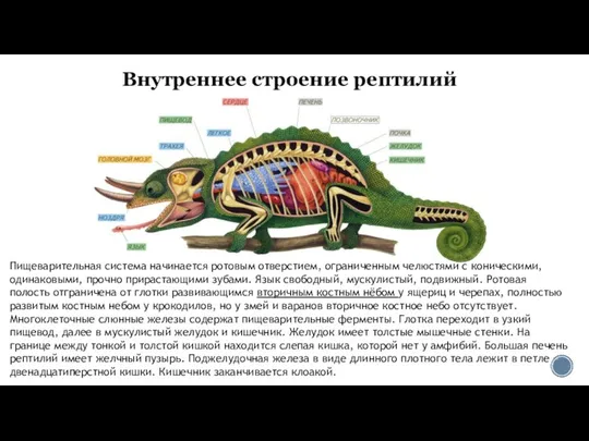 Внутреннее строение рептилий Пищеварительная система начинается ротовым отверстием, ограниченным челюстями с