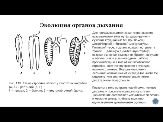 Эволюция органов дыхания Рис. 130. Схема строения лёгких у хвостатых амфибий