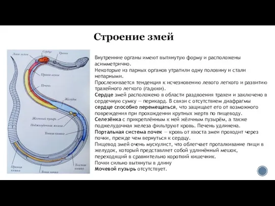 Строение змей Внутренние органы имеют вытянутую форму и расположены асимметрично. Некоторые