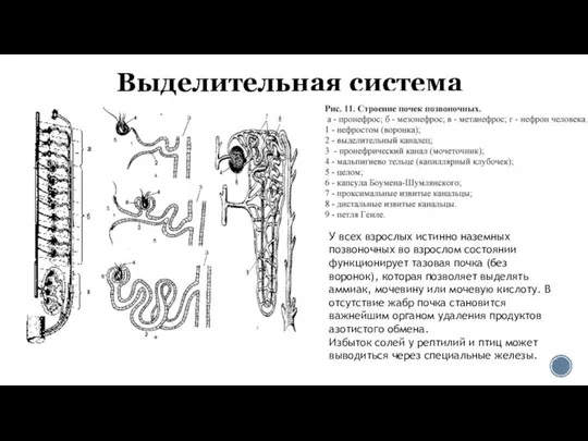 Выделительная система У всех взрослых истинно наземных позвоночных во взрослом состоянии