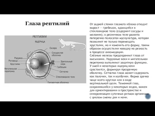 Глаза рептилий От задней стенки глазного яблока отходит вырост — гребешок,