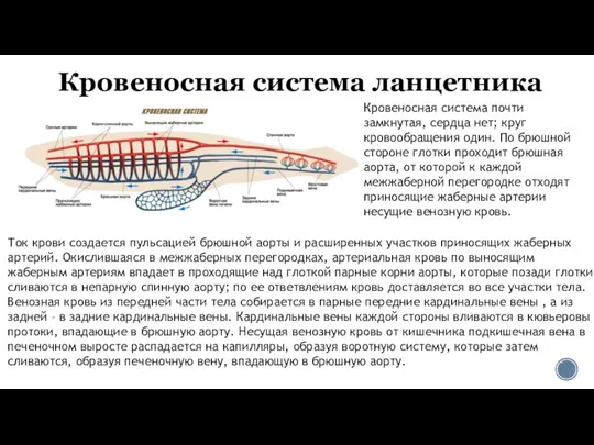 Кровеносная система ланцетника Кровеносная система почти замкнутая, сердца нет; круг кровообращения