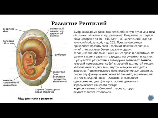 Развитие Рептилий Эмбриональному развитию рептилий сопутствуют два типа оболочек: яйцевые и