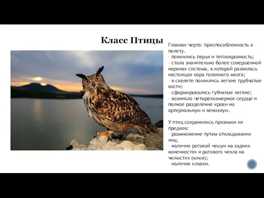 Класс Птицы Главная черта: приспособленность к полету. – появились перья и