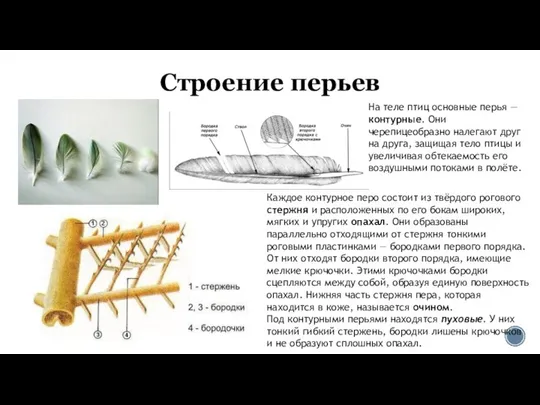 Строение перьев На теле птиц основные перья — контурные. Они черепицеобразно