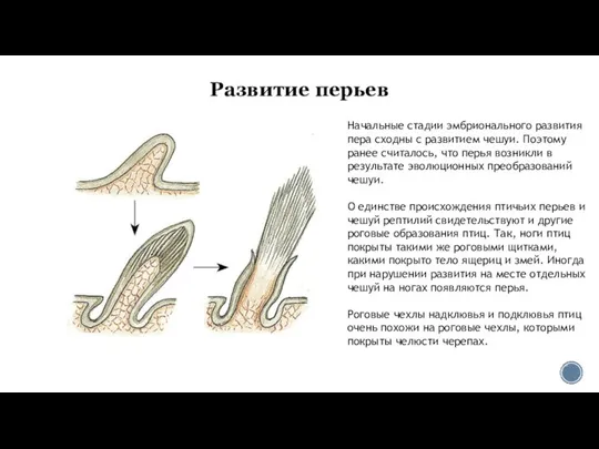 Развитие перьев Начальные стадии эмбрионального развития пера сходны с развитием чешуи.