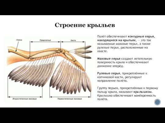 Строение крыльев Полёт обеспечивают контурные перья, находящиеся на крыльях, — это