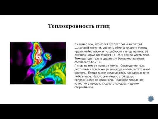 Теплокровность птиц В связи с тем, что полёт требует больших затрат