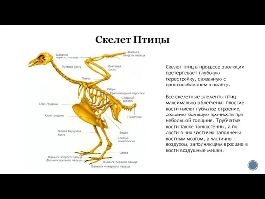 Скелет Птицы Скелет птиц в процессе эволюции претерпевает глубокую перестройку, связанную
