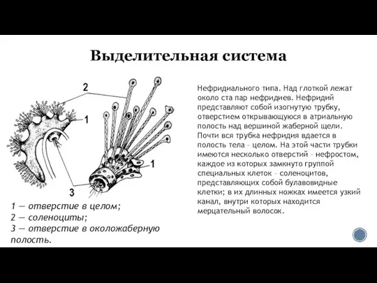 Выделительная система Нефридиального типа. Над глоткой лежат около ста пар нефридиев.