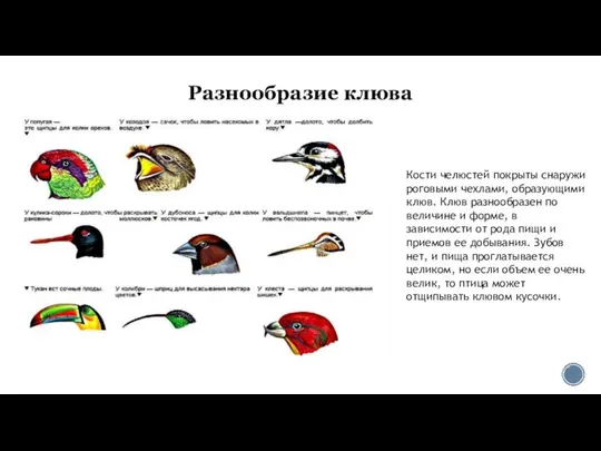 Разнообразие клюва Кости челюстей покрыты снаружи роговыми чехлами, образующими клюв. Клюв