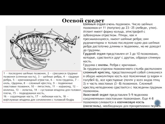 Осевой скелет 1 — последние шейные позвонки, 2 — сросшиеся грудные