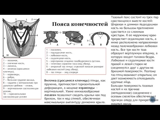 Пояса конечностей 1 — позвонок, 2 — плечевая кость, 3 —