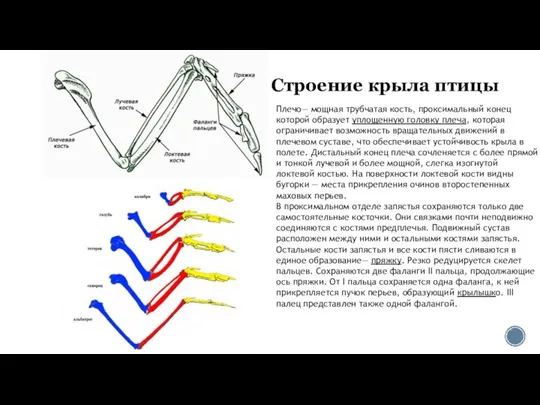 Строение крыла птицы Плечо— мощная трубчатая кость, проксимальный конец которой образует