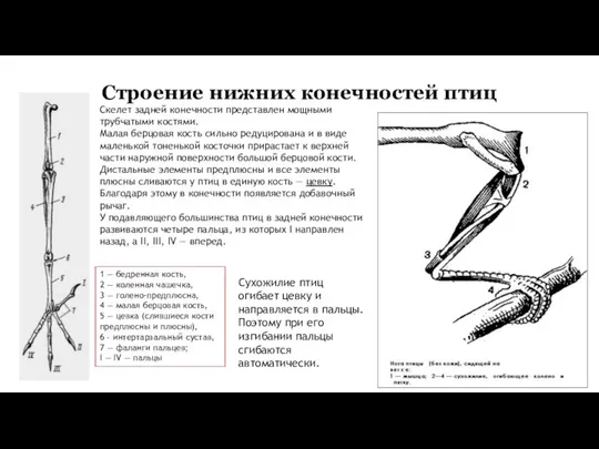 Строение нижних конечностей птиц 1 — бедренная кость, 2 — коленная