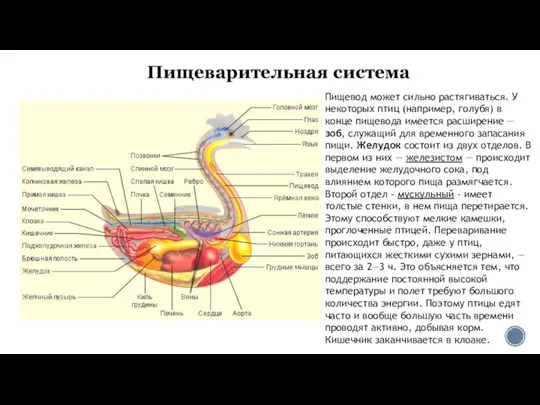 Пищеварительная система Пищевод может сильно растягиваться. У некоторых птиц (например, голубя)