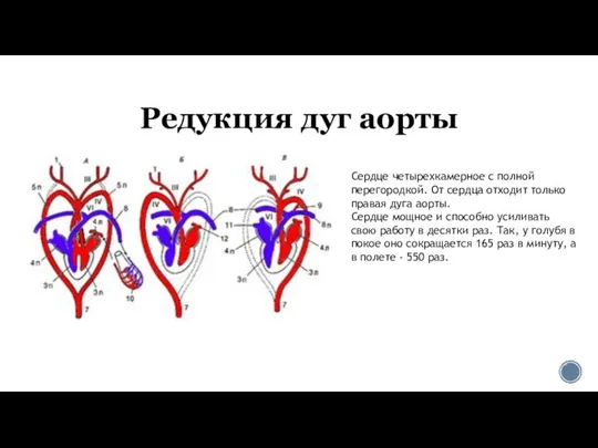 Редукция дуг аорты Сердце четырехкамерное с полной перегородкой. От сердца отходит