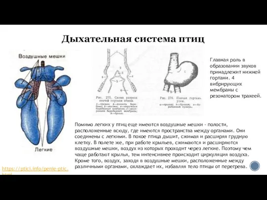 Дыхательная система птиц Помимо легких у птиц еще имеются воздушные мешки