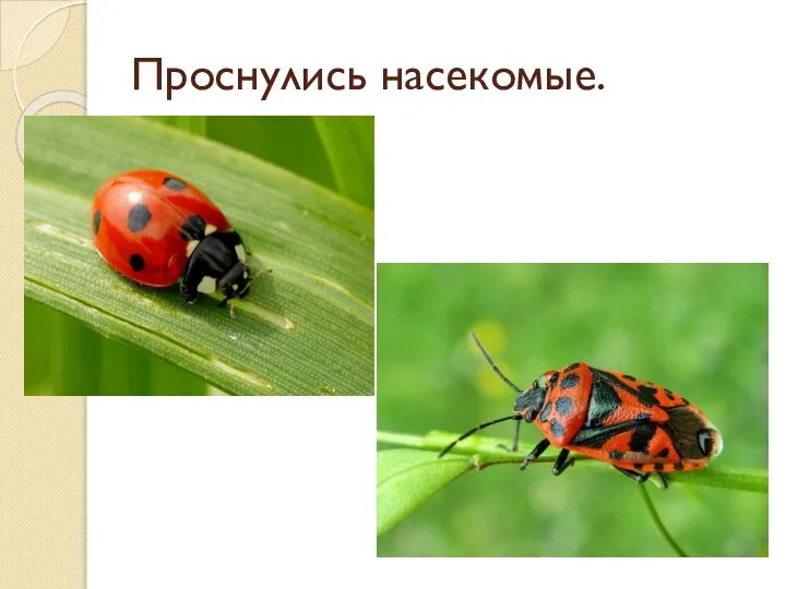 Проснулись насекомые.