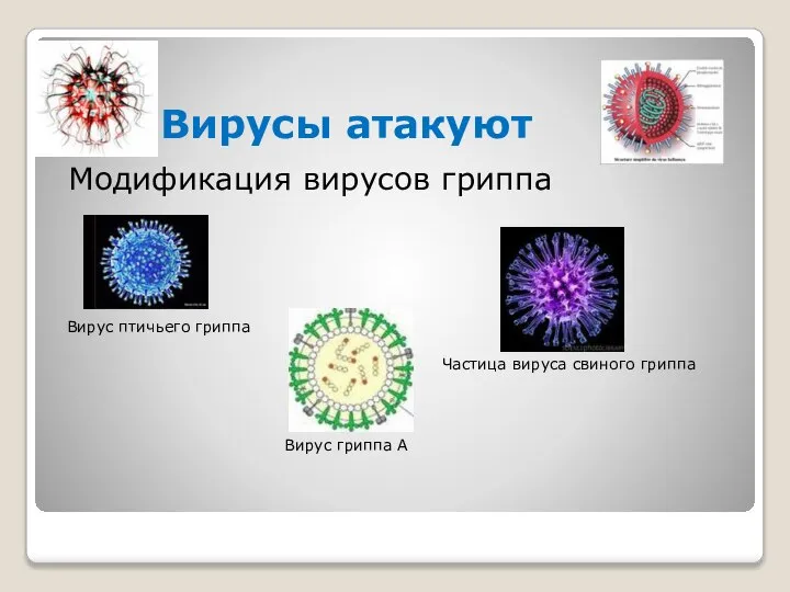 Вирусы атакуют Модификация вирусов гриппа Вирус птичьего гриппа Частица вируса свиного гриппа Вирус гриппа А