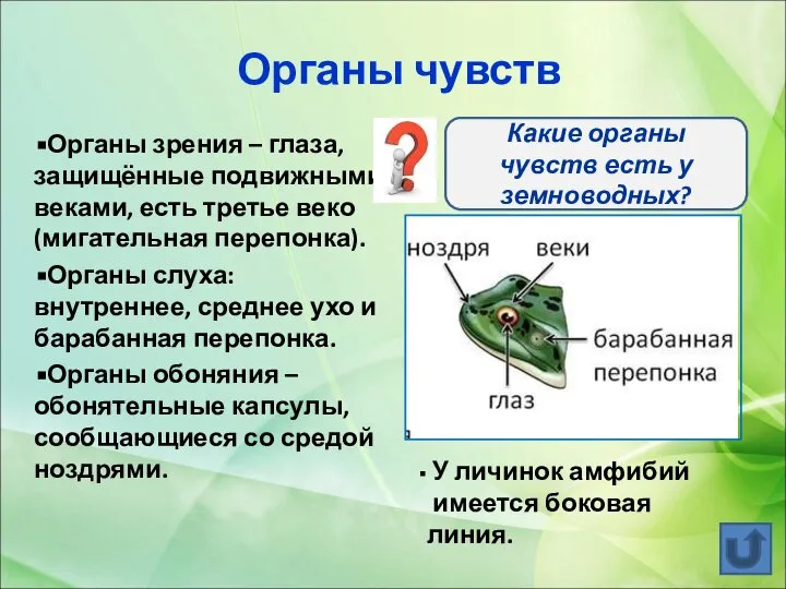 Органы зрения – глаза, защищённые подвижными веками, есть третье веко (мигательная