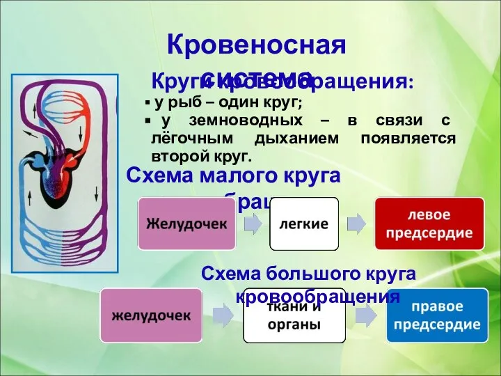 Круги кровообращения: у рыб – один круг; у земноводных – в