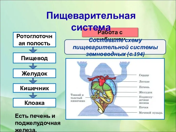 Ротоглоточная полость Клоака Пищевод Желудок Кишечник Работа с учебником Составьте схему