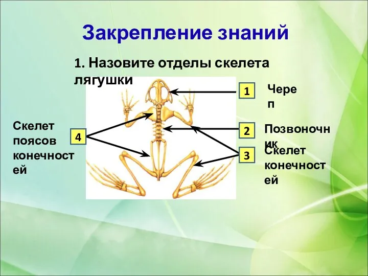 Череп Позвоночник 1 2 4 3 Скелет поясов конечностей Скелет конечностей