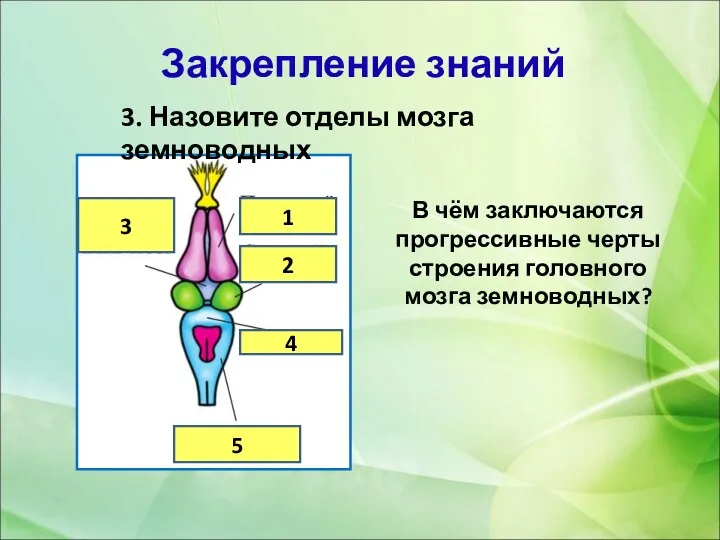 3. Назовите отделы мозга земноводных 3 1 2 4 5 В