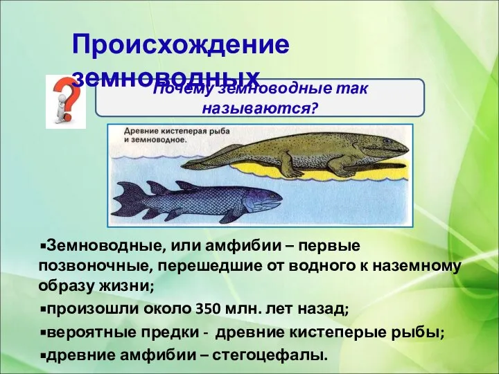 Земноводные, или амфибии – первые позвоночные, перешедшие от водного к наземному