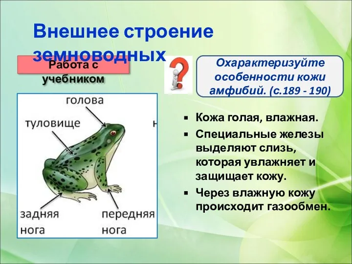 Кожа голая, влажная. Специальные железы выделяют слизь, которая увлажняет и защищает