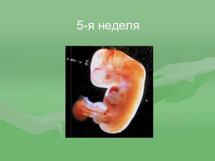 5-я неделя