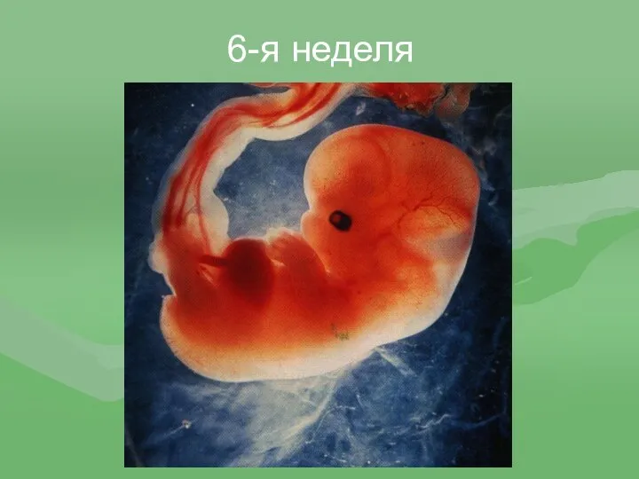 6-я неделя