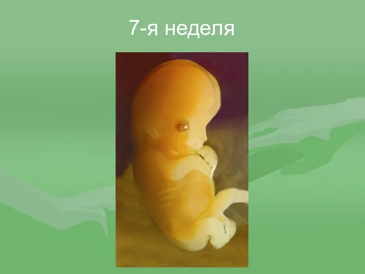 7-я неделя