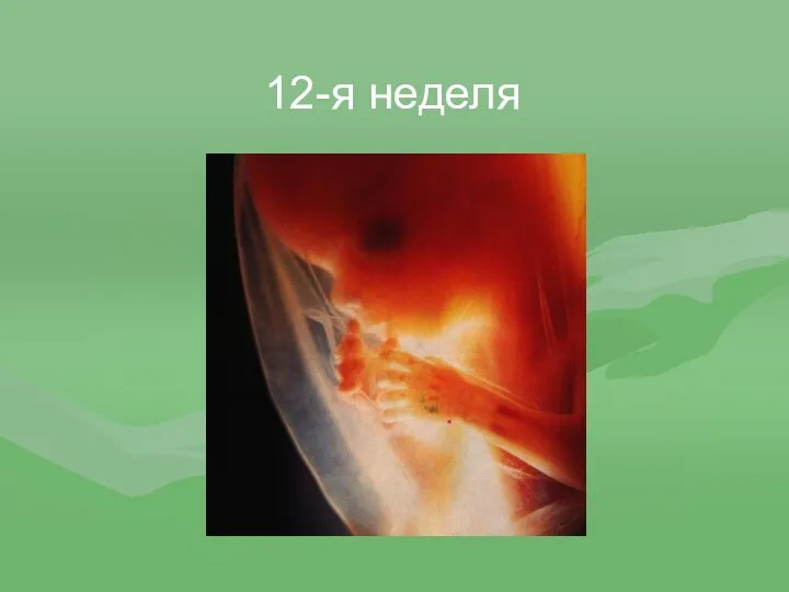 12-я неделя