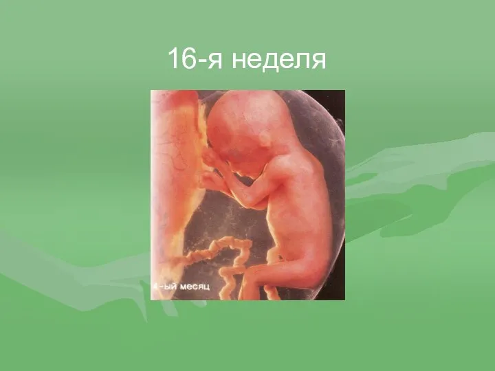 16-я неделя