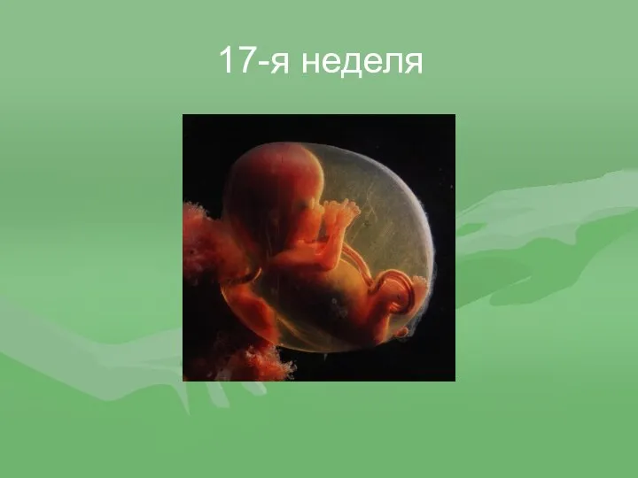 17-я неделя