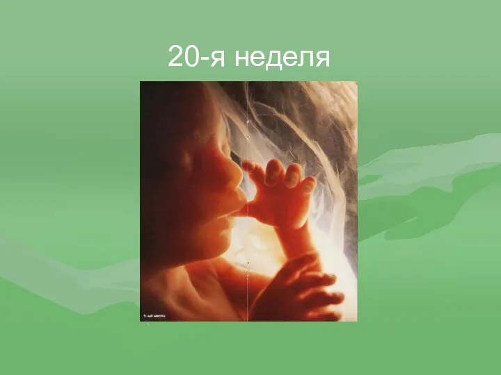 20-я неделя