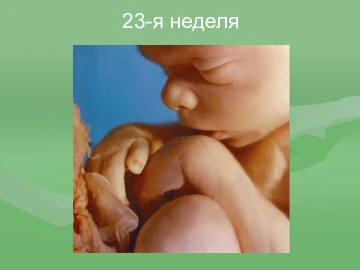 23-я неделя