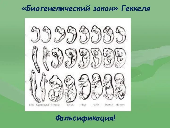 «Биогенетический закон» Геккеля Фальсификация!