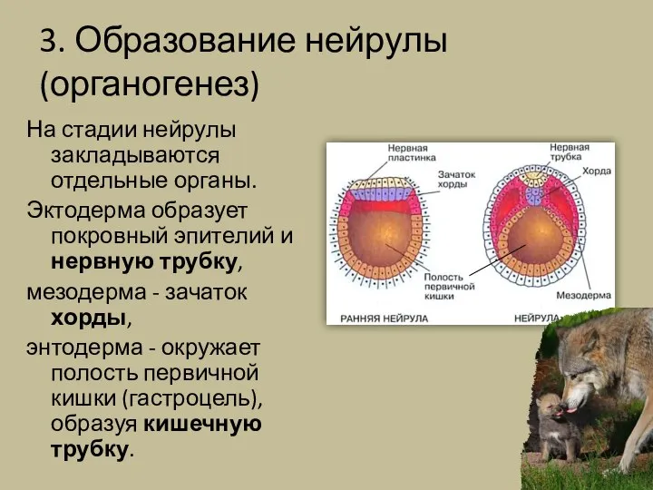 3. Образование нейрулы (органогенез) На стадии нейрулы закладываются отдельные органы. Эктодерма