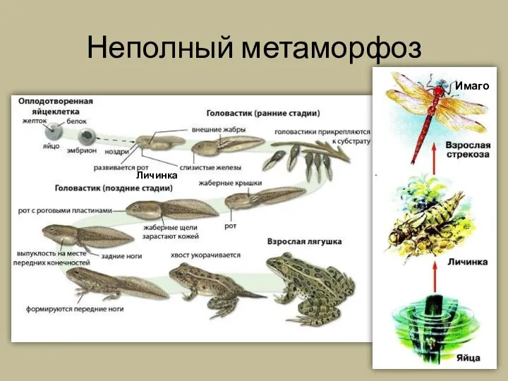 Неполный метаморфоз Личинка Имаго