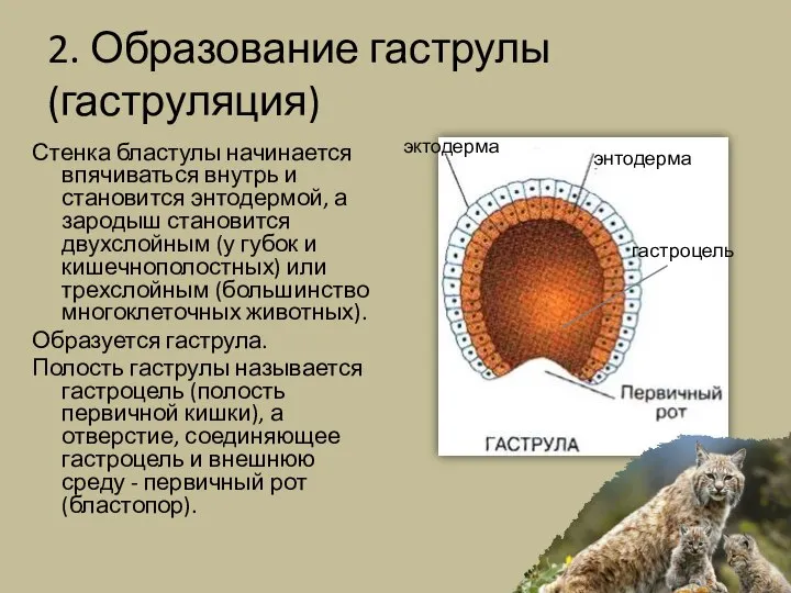 2. Образование гаструлы (гаструляция) Стенка бластулы начинается впячиваться внутрь и становится