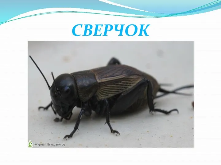 СВЕРЧОК