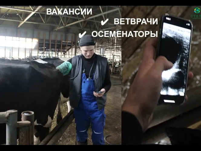 ВАКАНСИИ ВЕТВРАЧИ ОСЕМЕНАТОРЫ