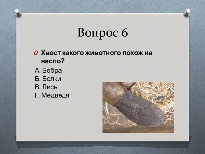 Вопрос 6 Хвост какого животного похож на весло? А. Бобра Б. Белки В. Лисы Г. Медведя