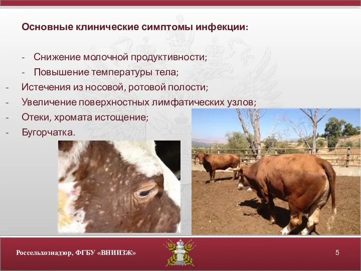 Основные клинические симптомы инфекции: - Снижение молочной продуктивности; - Повышение температуры