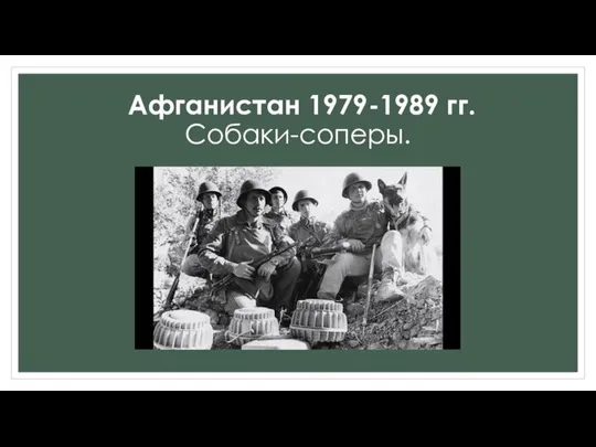 Афганистан 1979-1989 гг. Собаки-соперы.