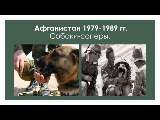 Афганистан 1979-1989 гг. Собаки-соперы.